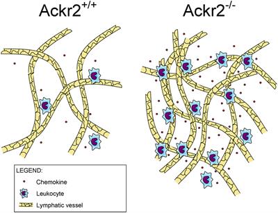 ACKR2: An Atypical Chemokine Receptor Regulating Lymphatic Biology